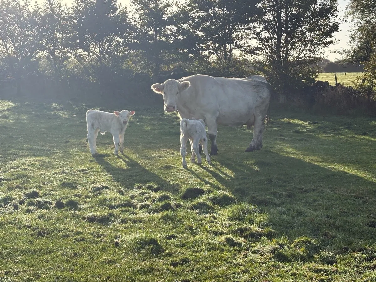 PBR Charolais Cow - Image 4