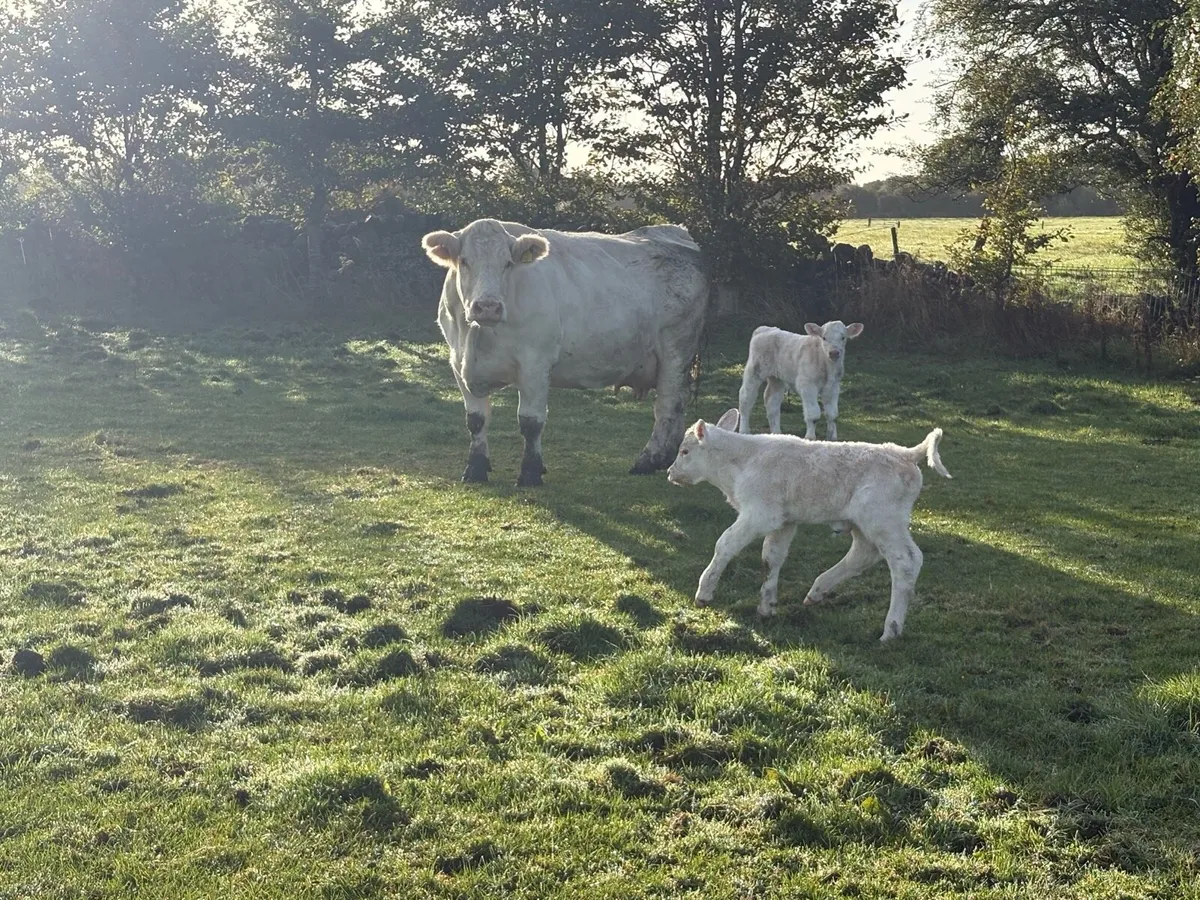 PBR Charolais Cow - Image 1