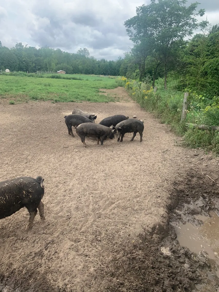 Wanted free range pigs ready to butcher