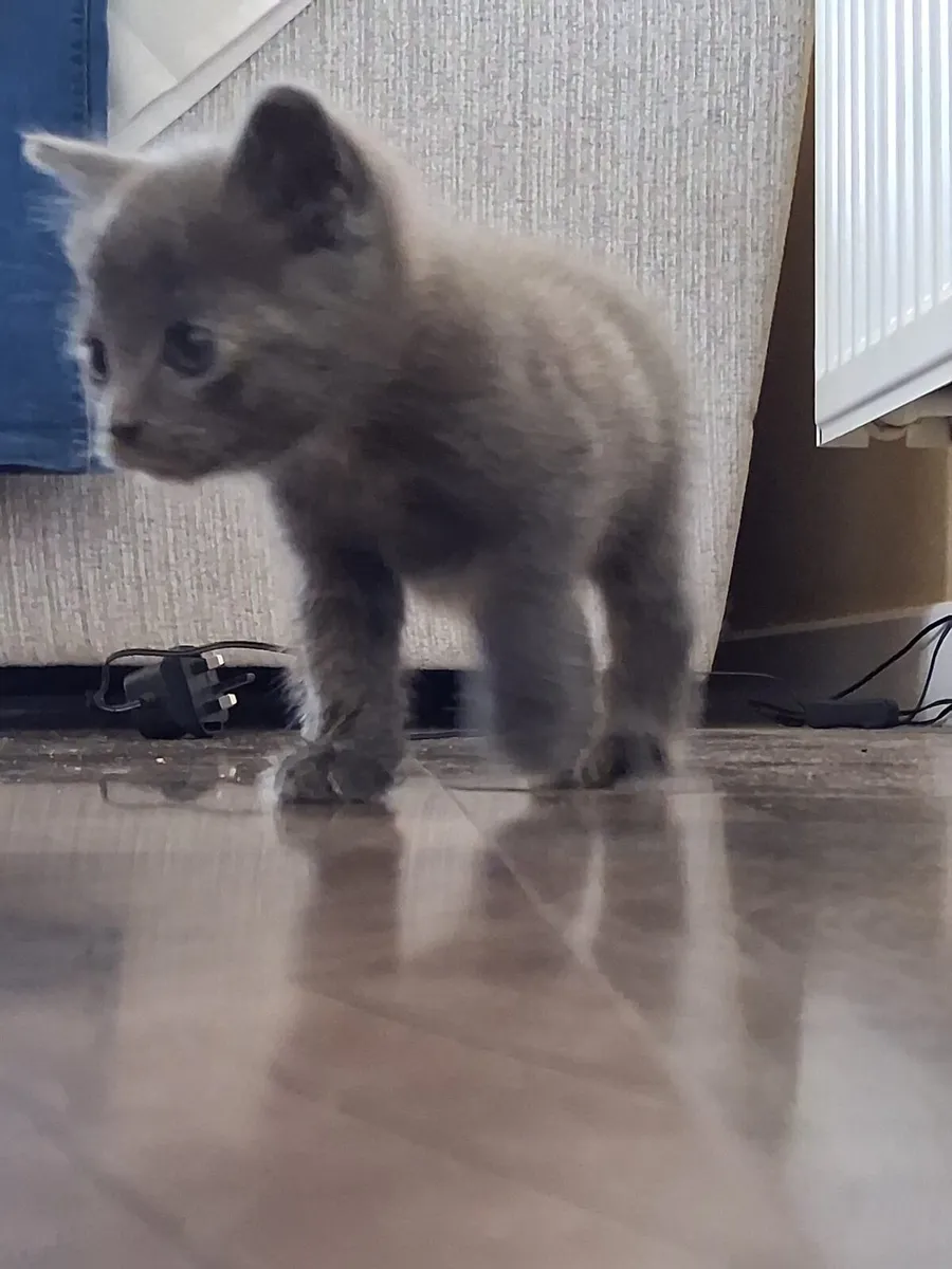 Kitten - Image 1