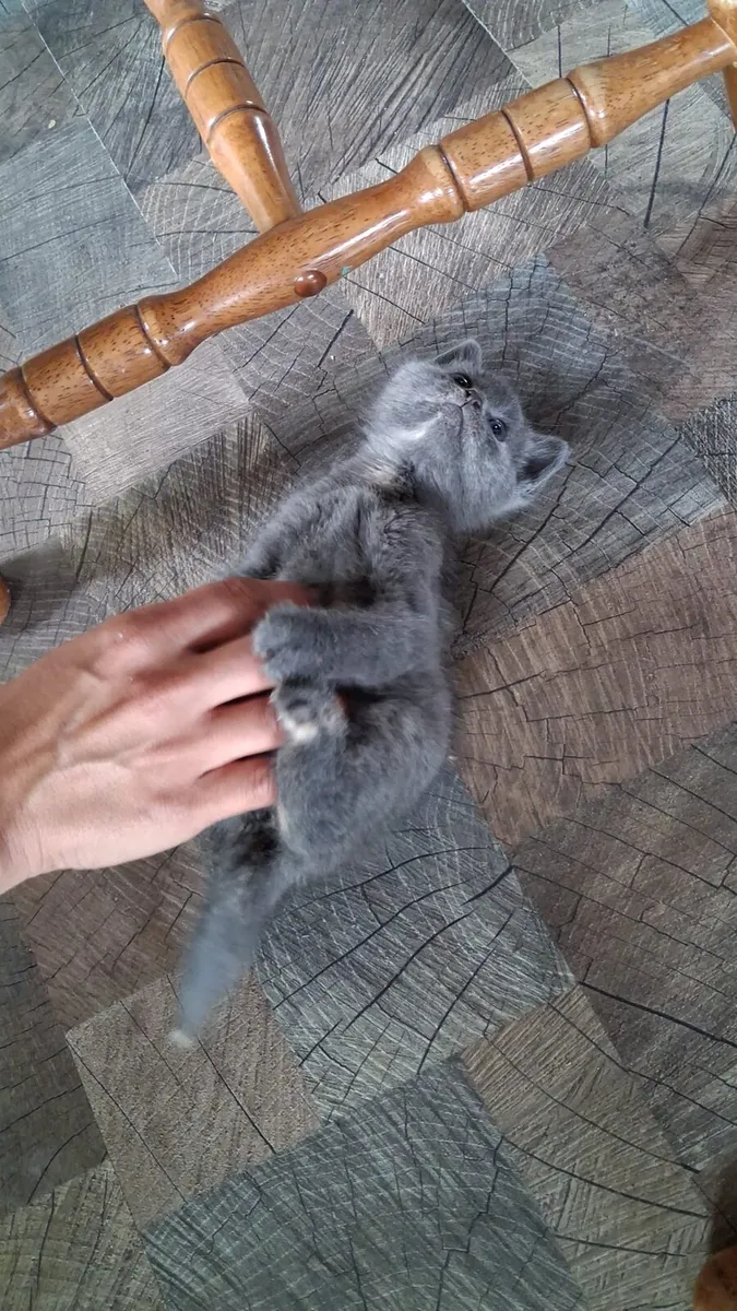 Kitten - Image 2