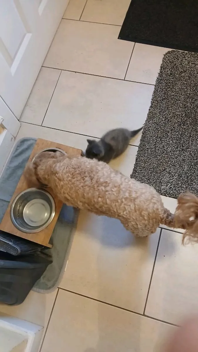 Kitten - Image 3