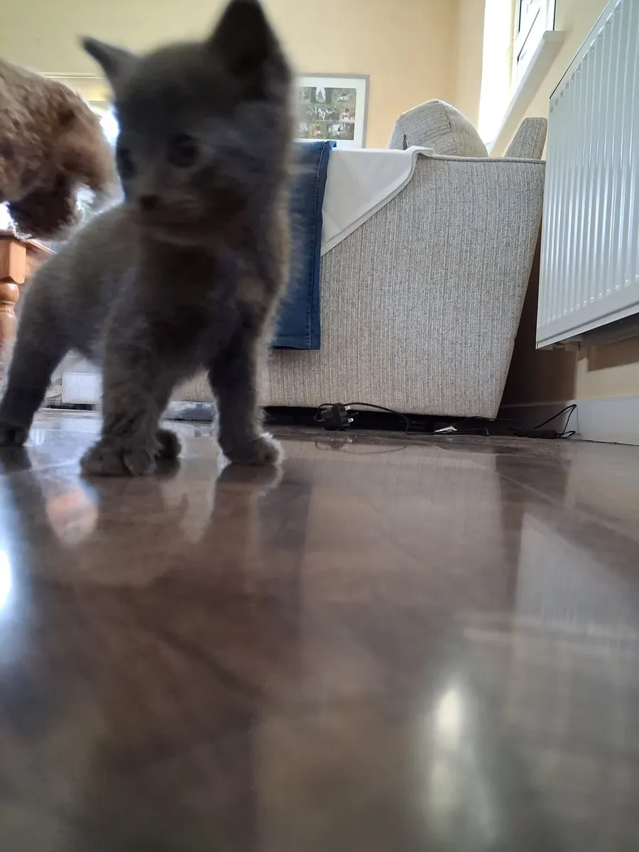 Kitten - Image 4