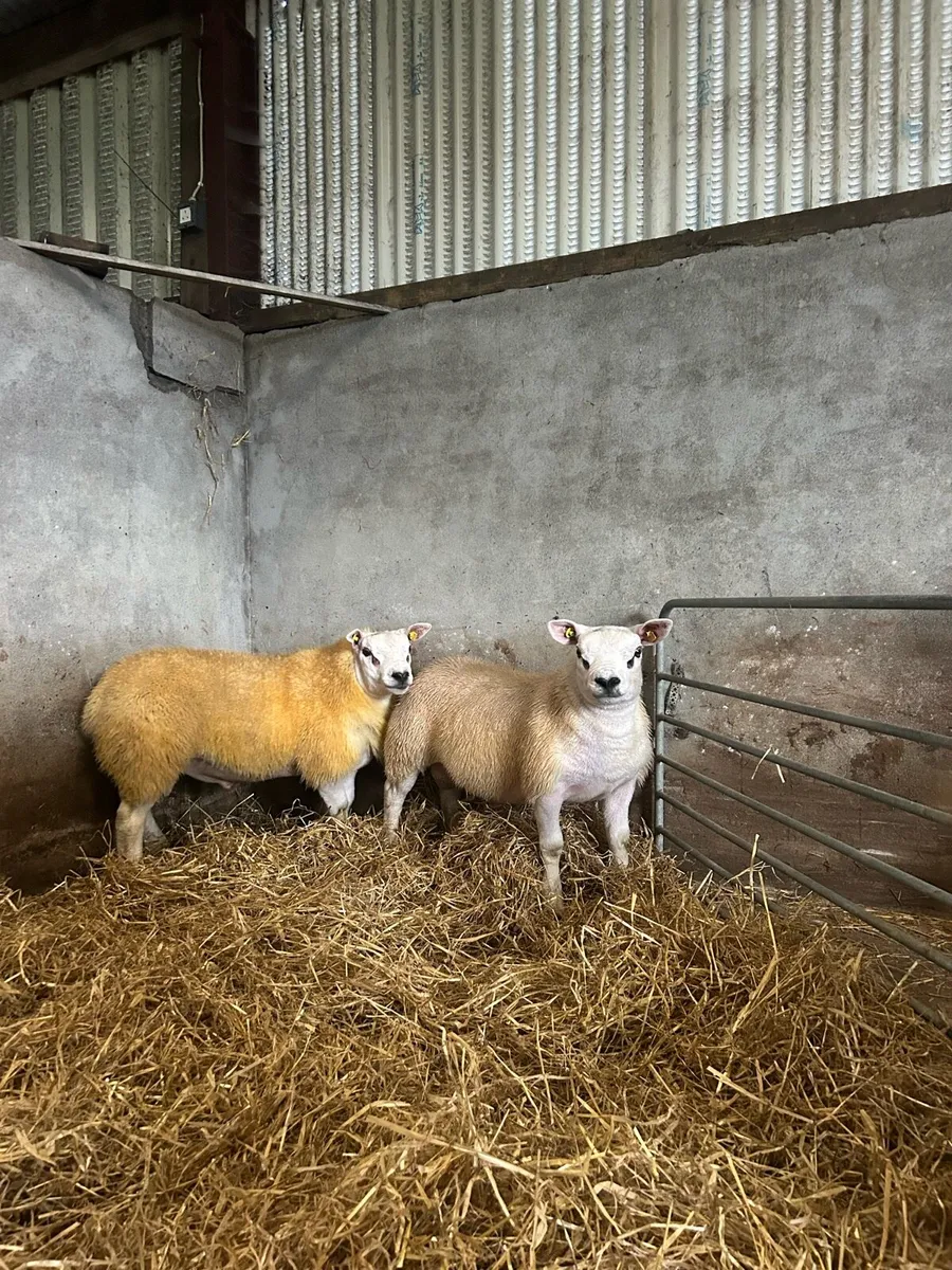 Texel ram lambs for Athenry 25/09/26 - Image 1