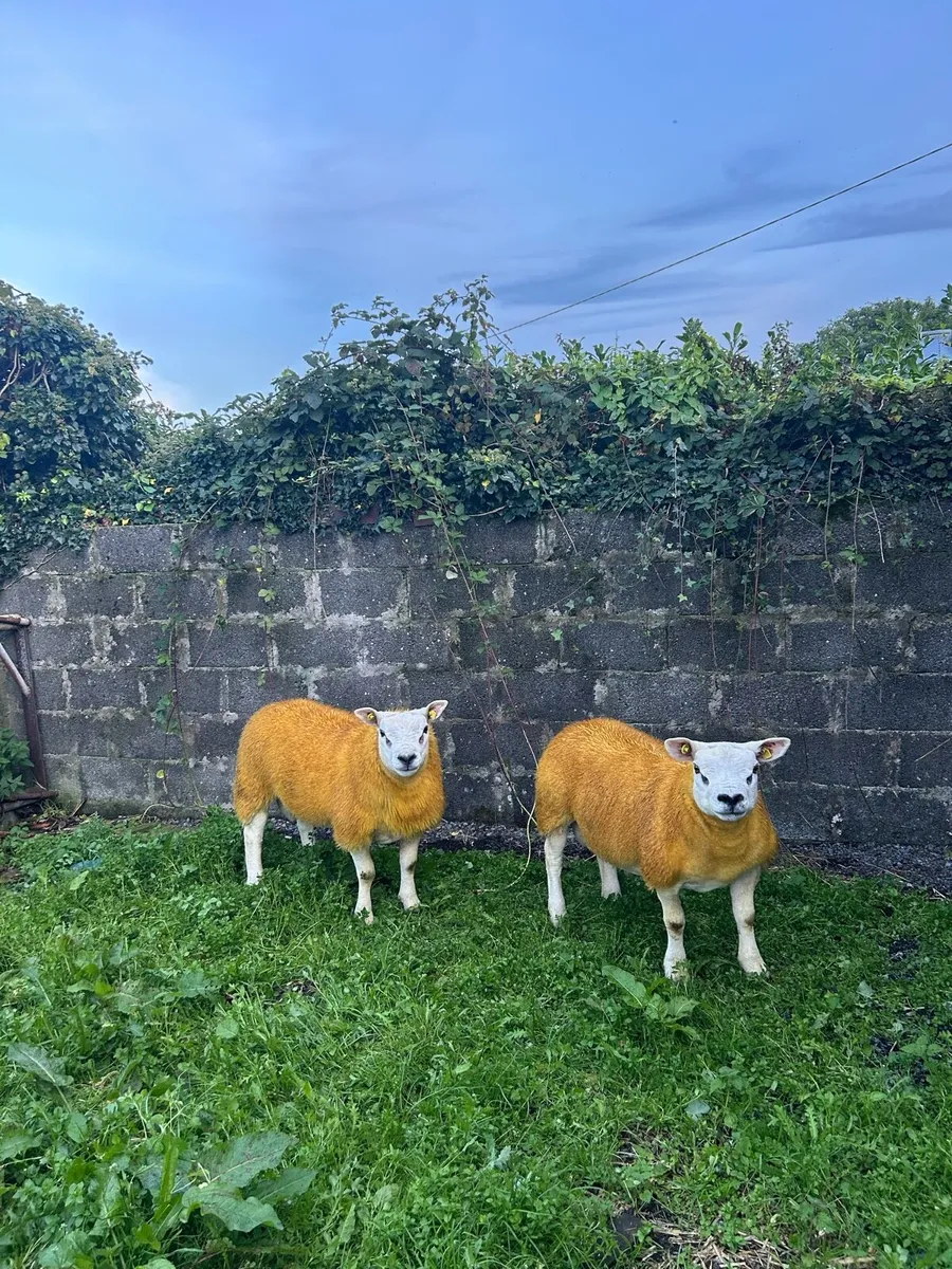 Texel ram lambs for Athenry 25/09/26 - Image 2