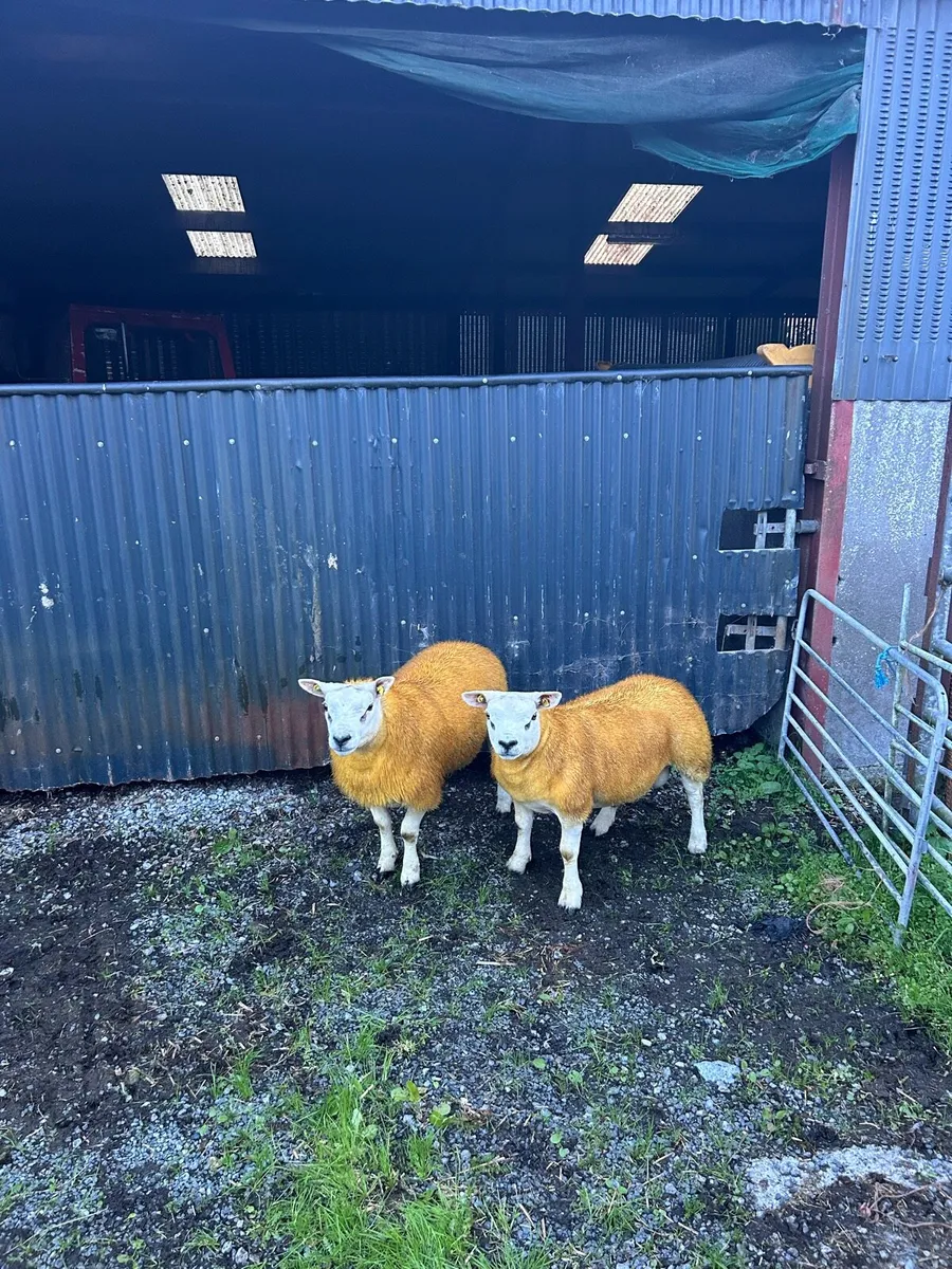 Texel ram lambs for Athenry 25/09/26 - Image 3