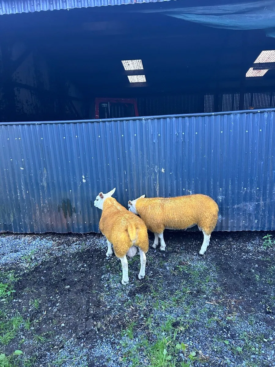 Texel ram lambs for Athenry 25/09/26 - Image 4