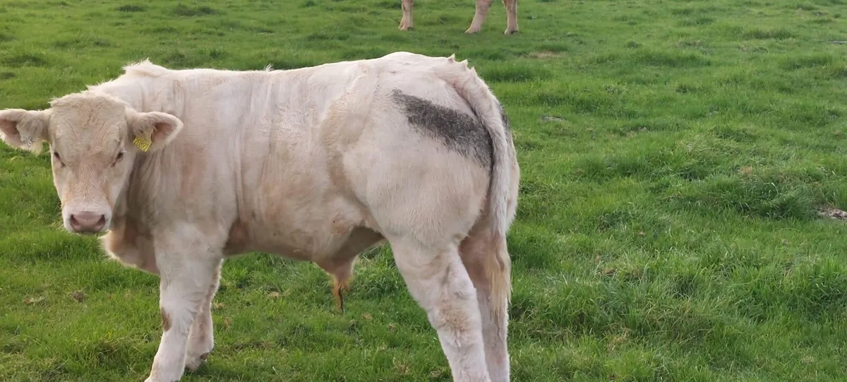 Gort Mart: Thursday 24th Sept: Chx show & sale - Image 4