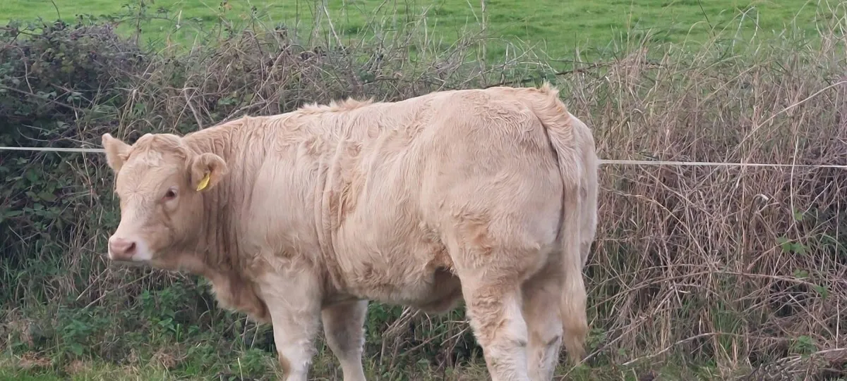 Gort Mart: Thursday 24th Sept: Chx show & sale - Image 2