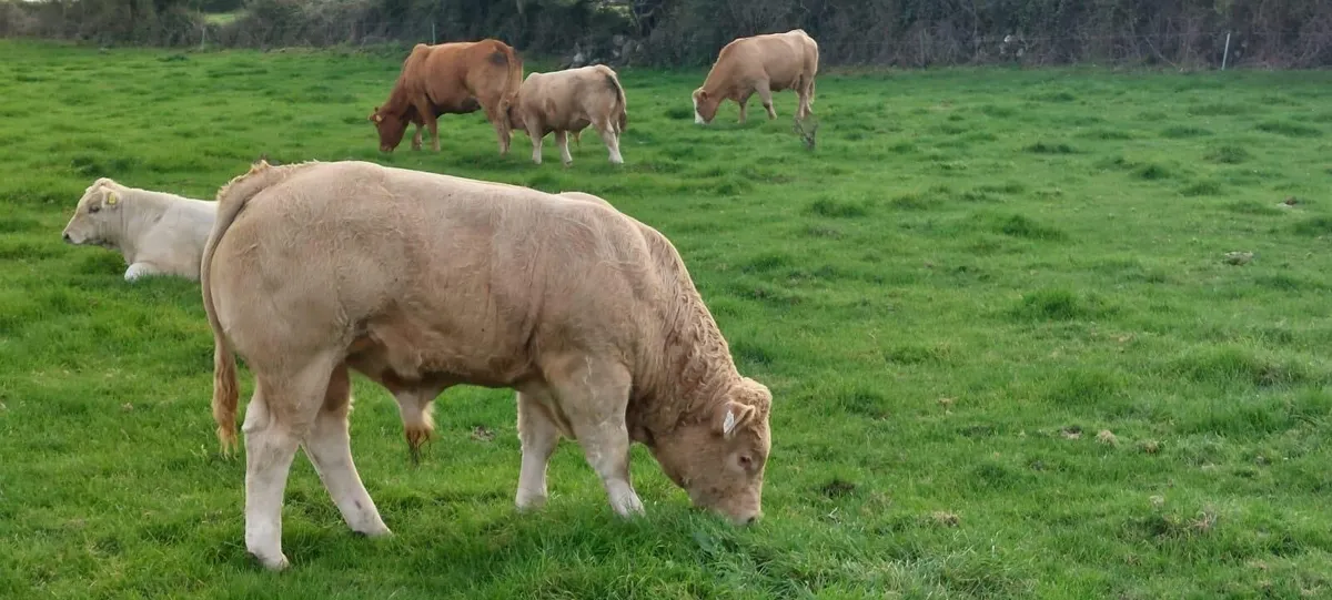 Gort Mart: Thursday 24th Sept: Chx show & sale - Image 3