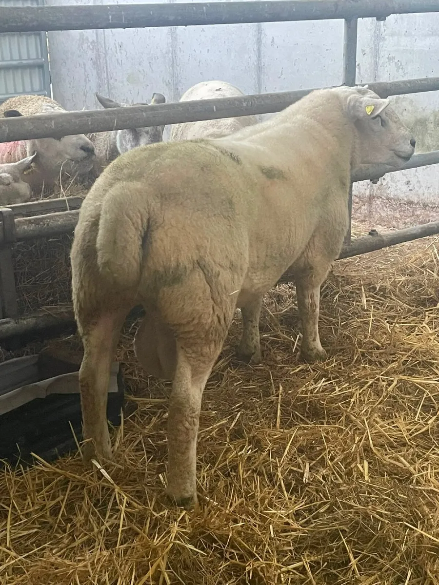 🔥 hogget  ram 🔥 - Image 2