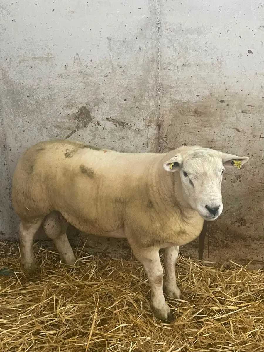 🔥 hogget  ram 🔥 - Image 1