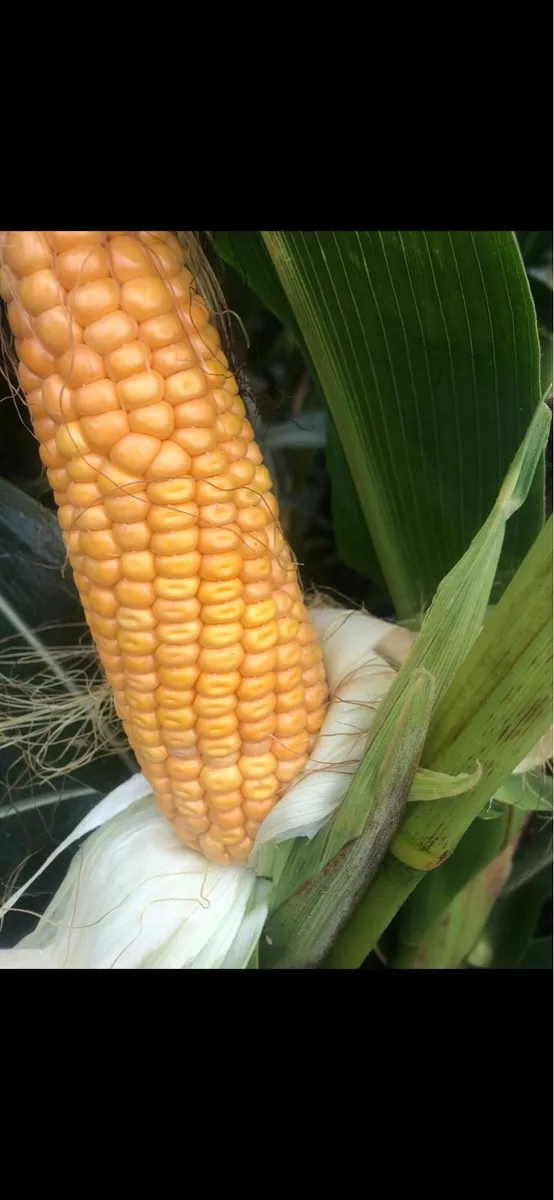 Maize - Image 2