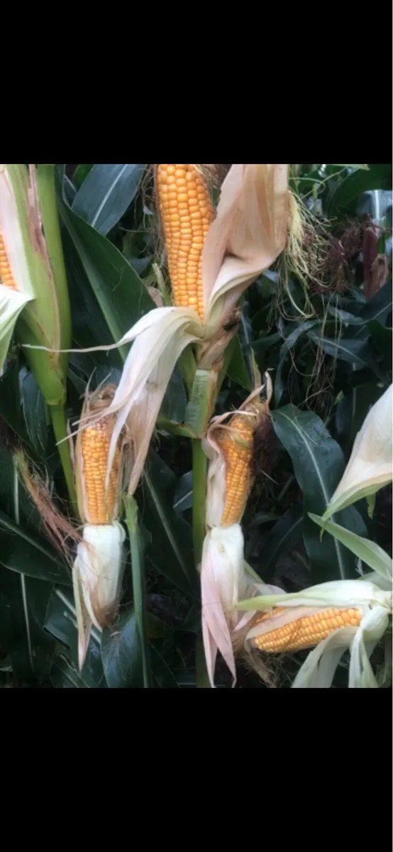 Maize - Image 1