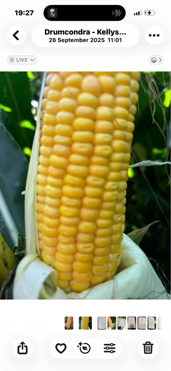 Maize - Image 4