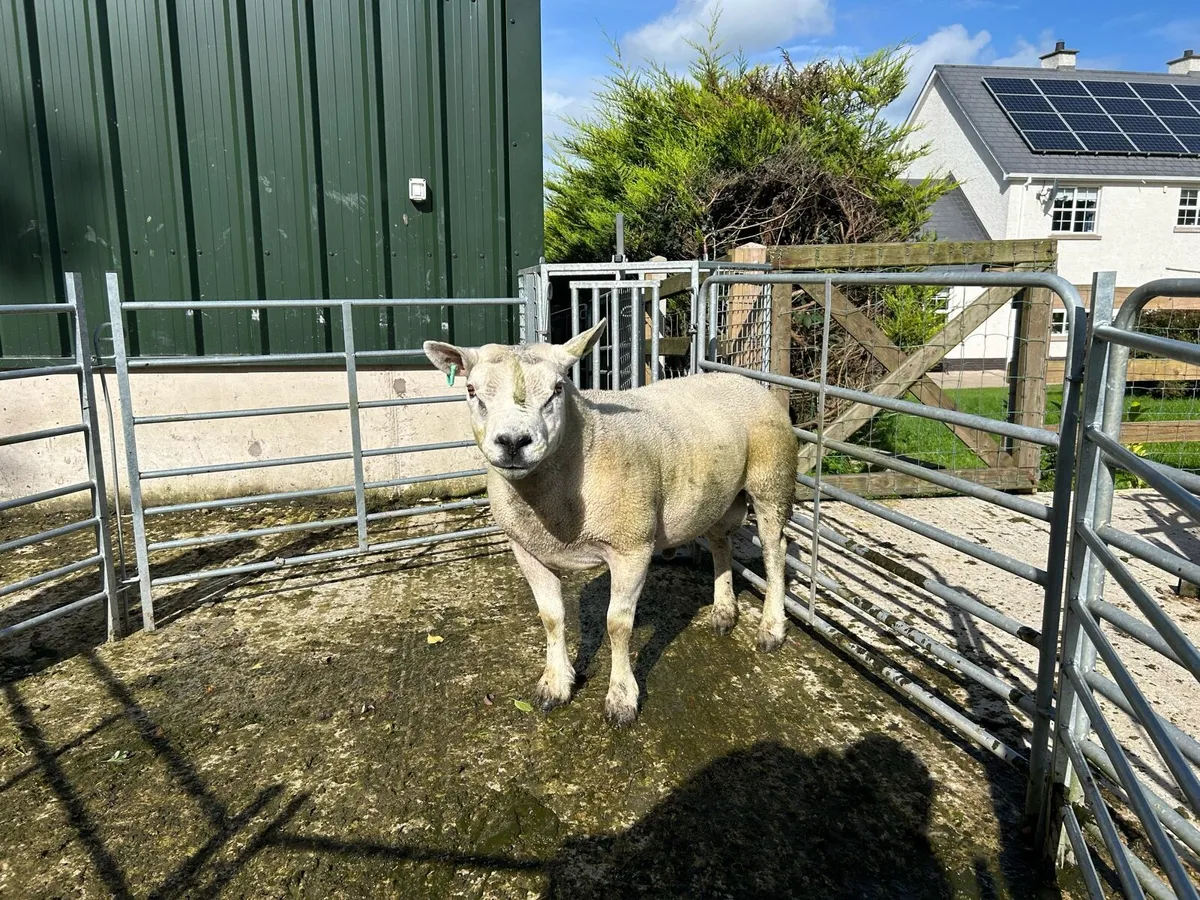 Cheviot and Texel Rams - Image 2