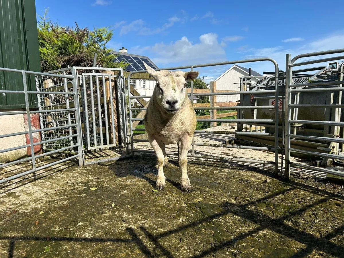 Cheviot and Texel Rams - Image 3