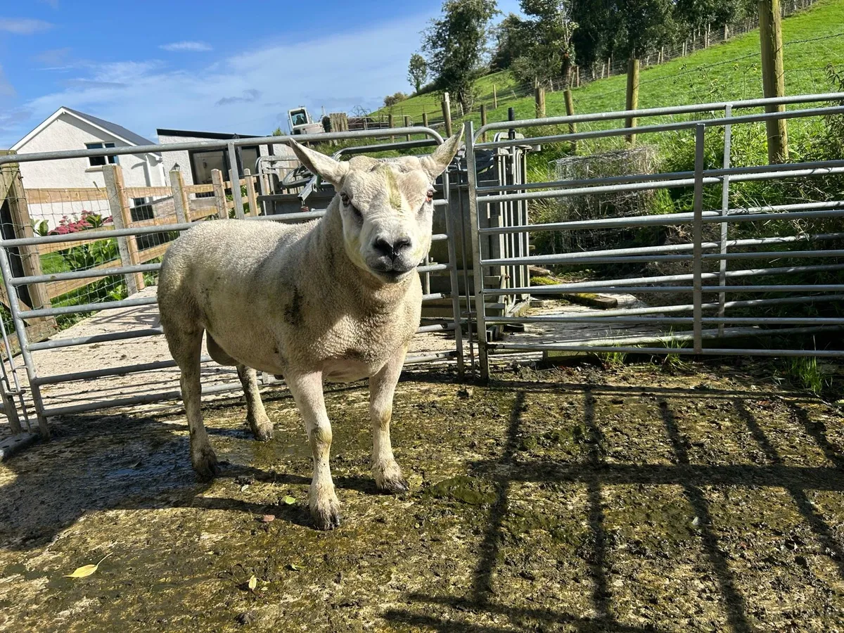 Cheviot and Texel Rams - Image 4
