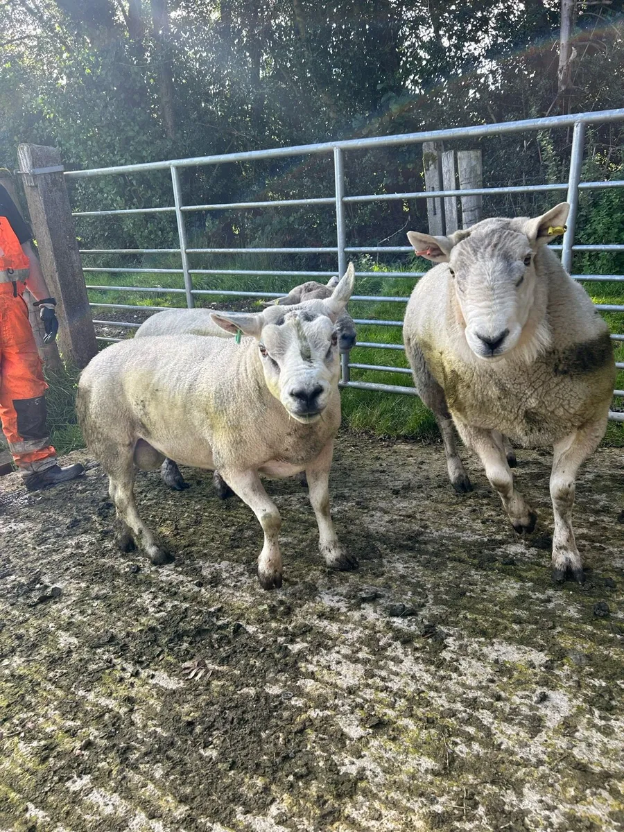 Cheviot and Texel Rams - Image 1