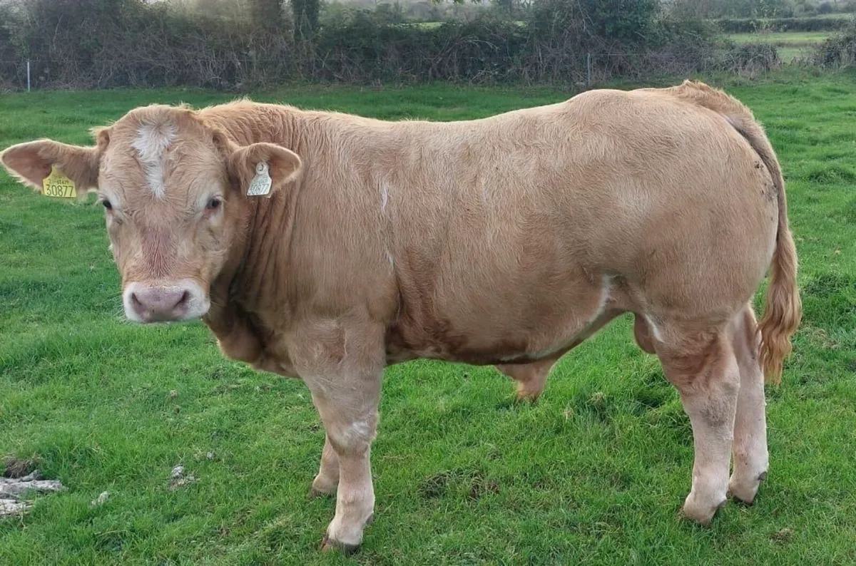 Gort Mart: Thursday 24th Sept: Chx show & sale - Image 1