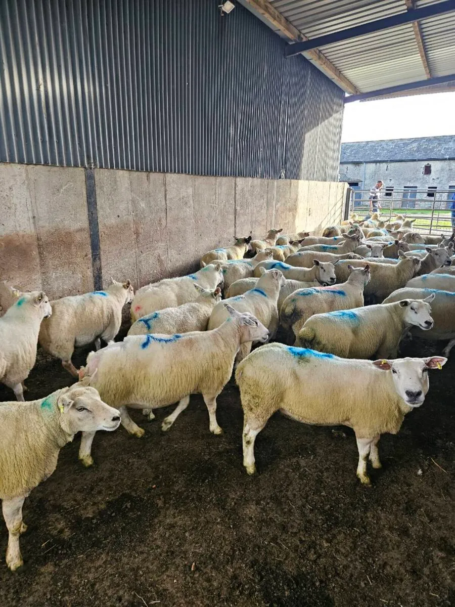Breeding Ewes - Image 2