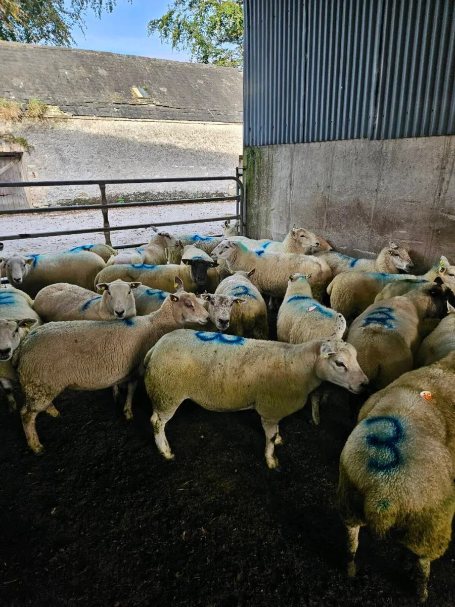 Breeding Ewes - Image 3