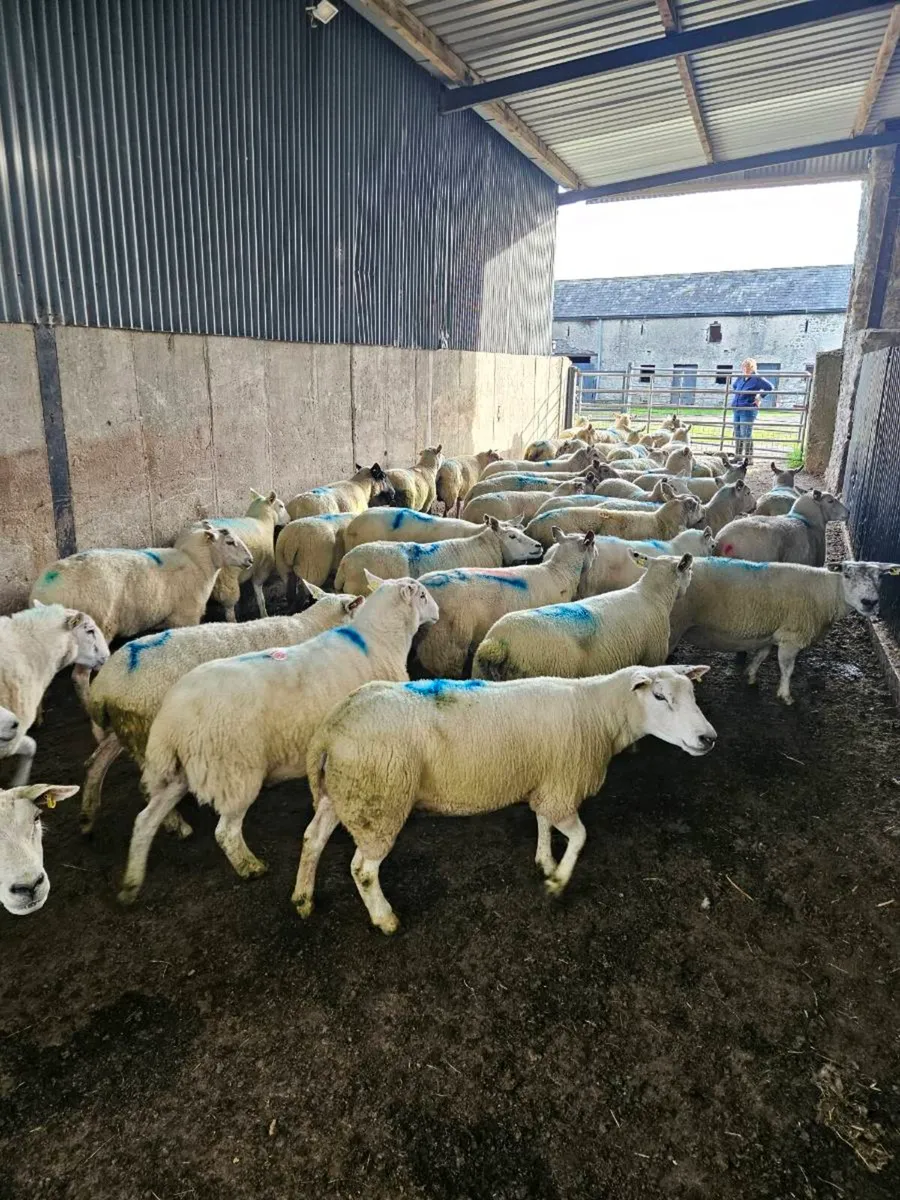 Breeding Ewes - Image 1