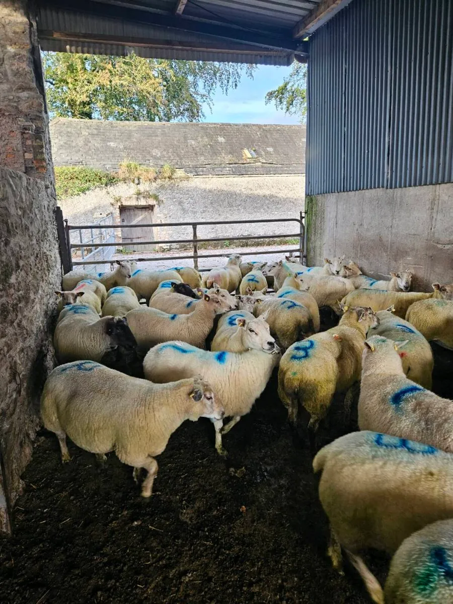 Breeding Ewes - Image 4