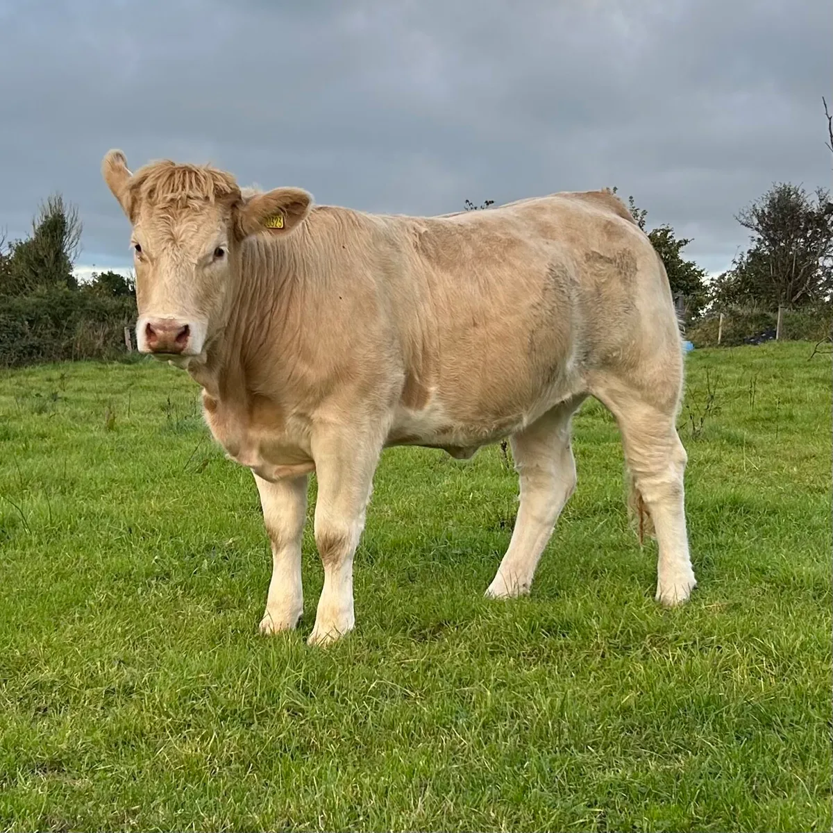 6 Heifers - Balla Mart - 26th Sept - Image 4