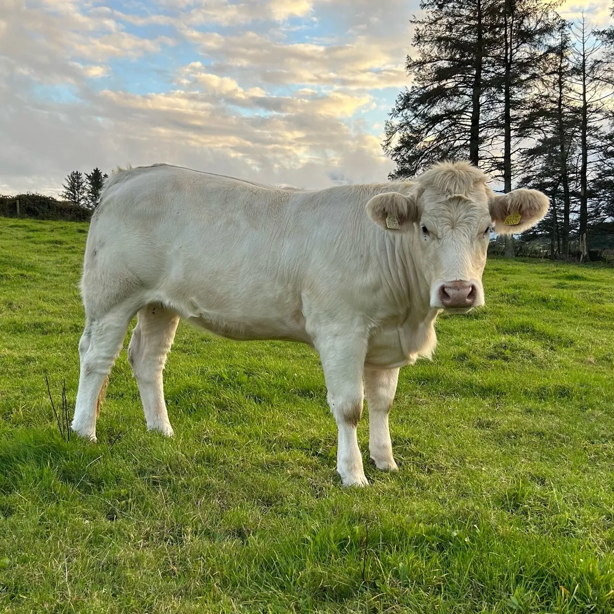 6 Heifers - Balla Mart - 26th Sept - Image 3