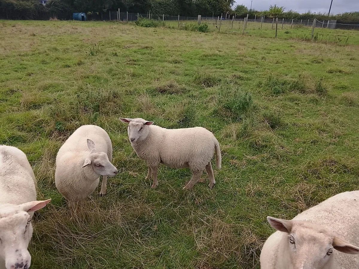Sheep - Image 1