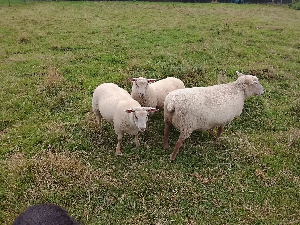 Sheep - Image 3