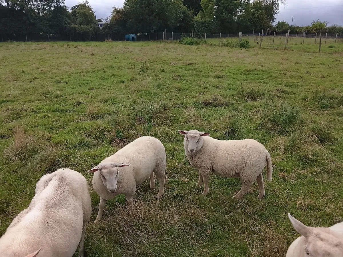 Sheep - Image 2