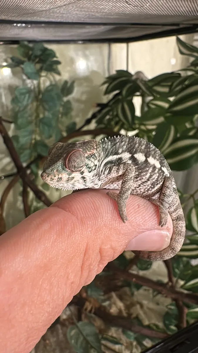 Panther Chameleon - Image 1