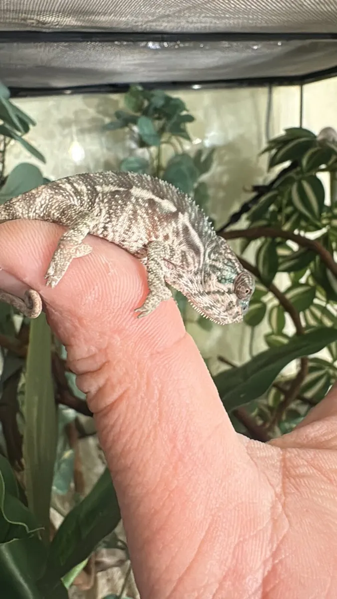 Panther Chameleon - Image 2