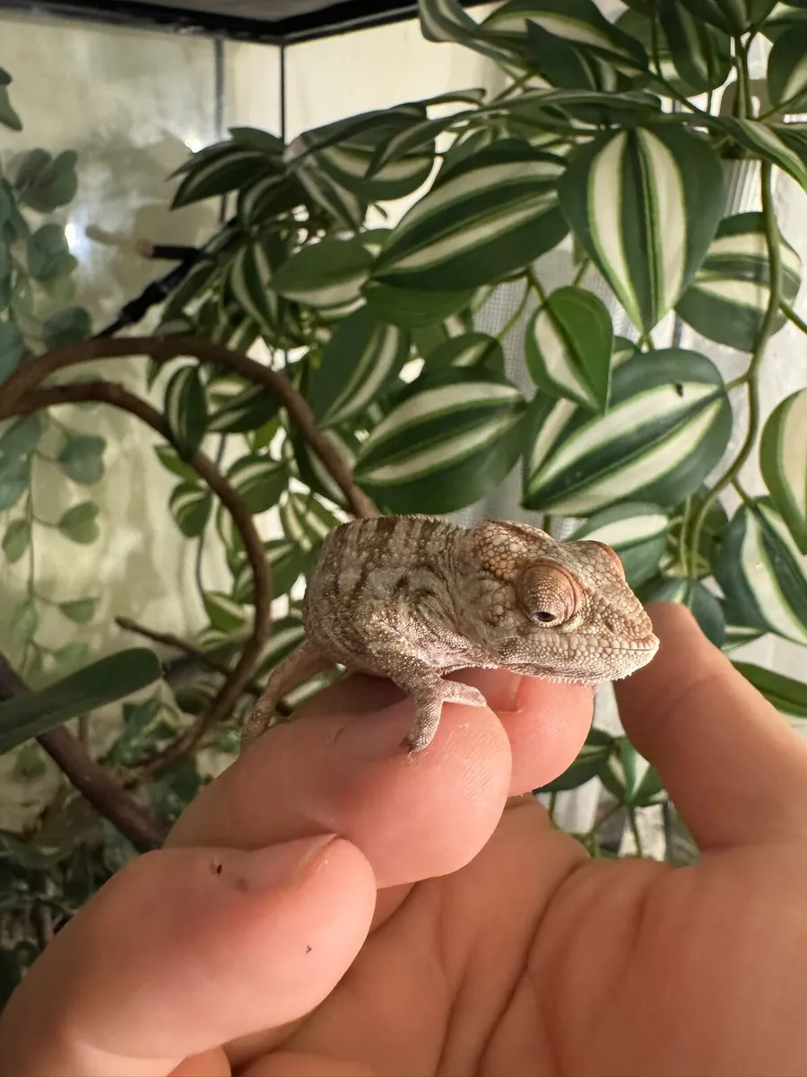 Panther Chameleon - Image 3