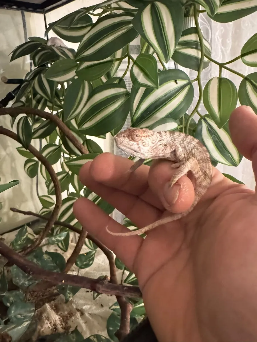 Panther Chameleon - Image 4