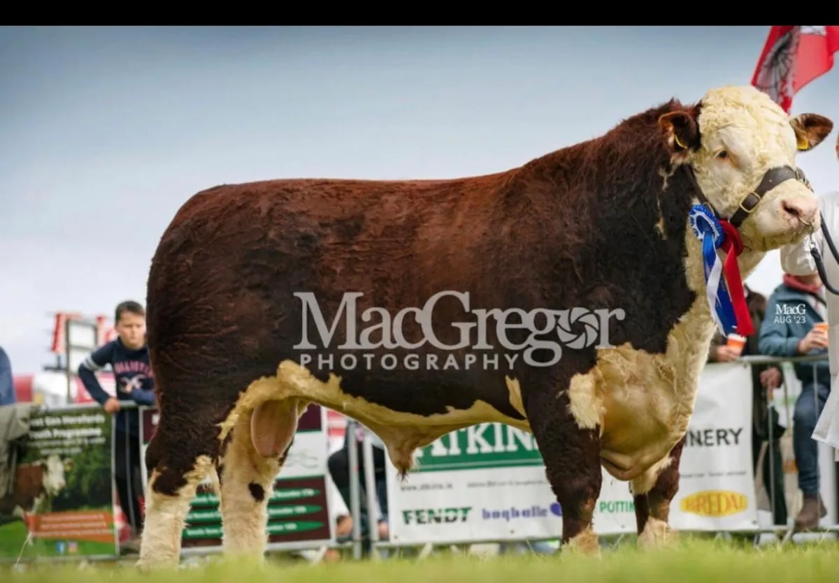 Pedigree Hereford Bull - Image 4