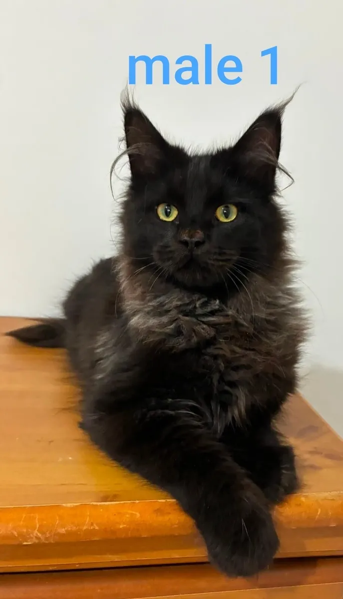 Maine coon kittens - Image 4