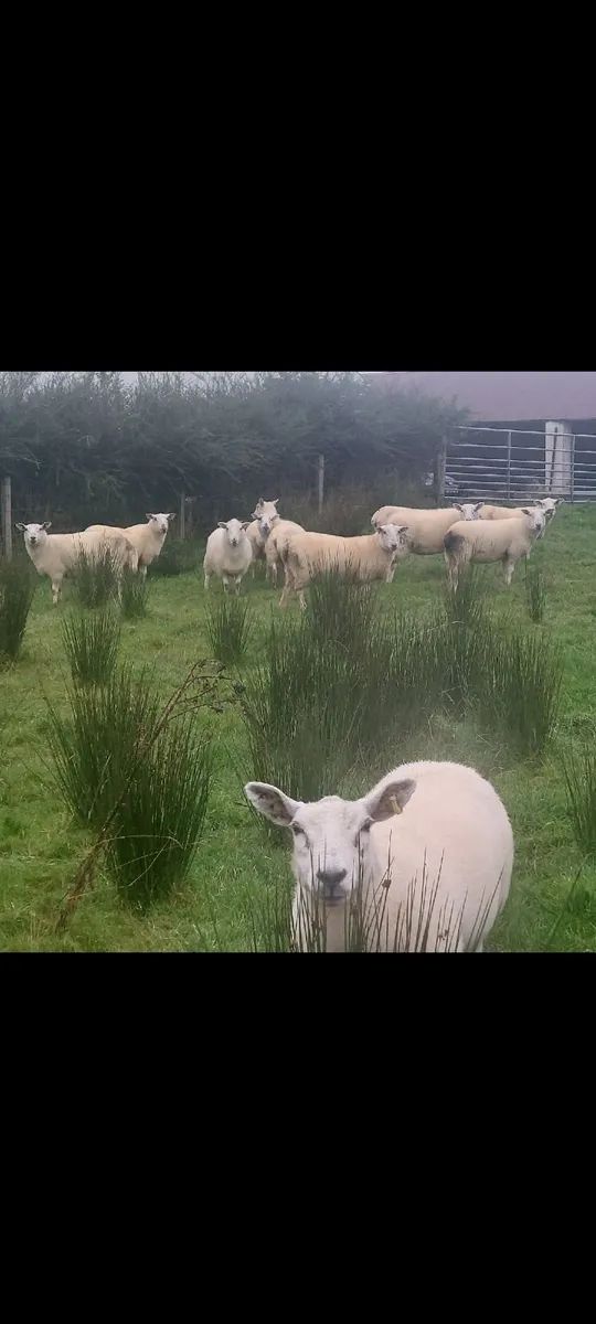 Hoggett ewes - Image 1