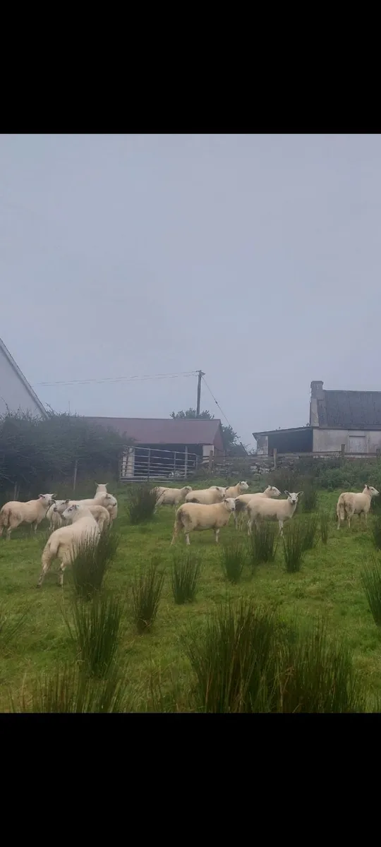 Hoggett ewes - Image 2
