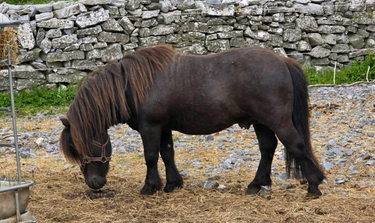 Shetland Stallion/ Teaser - Image 2