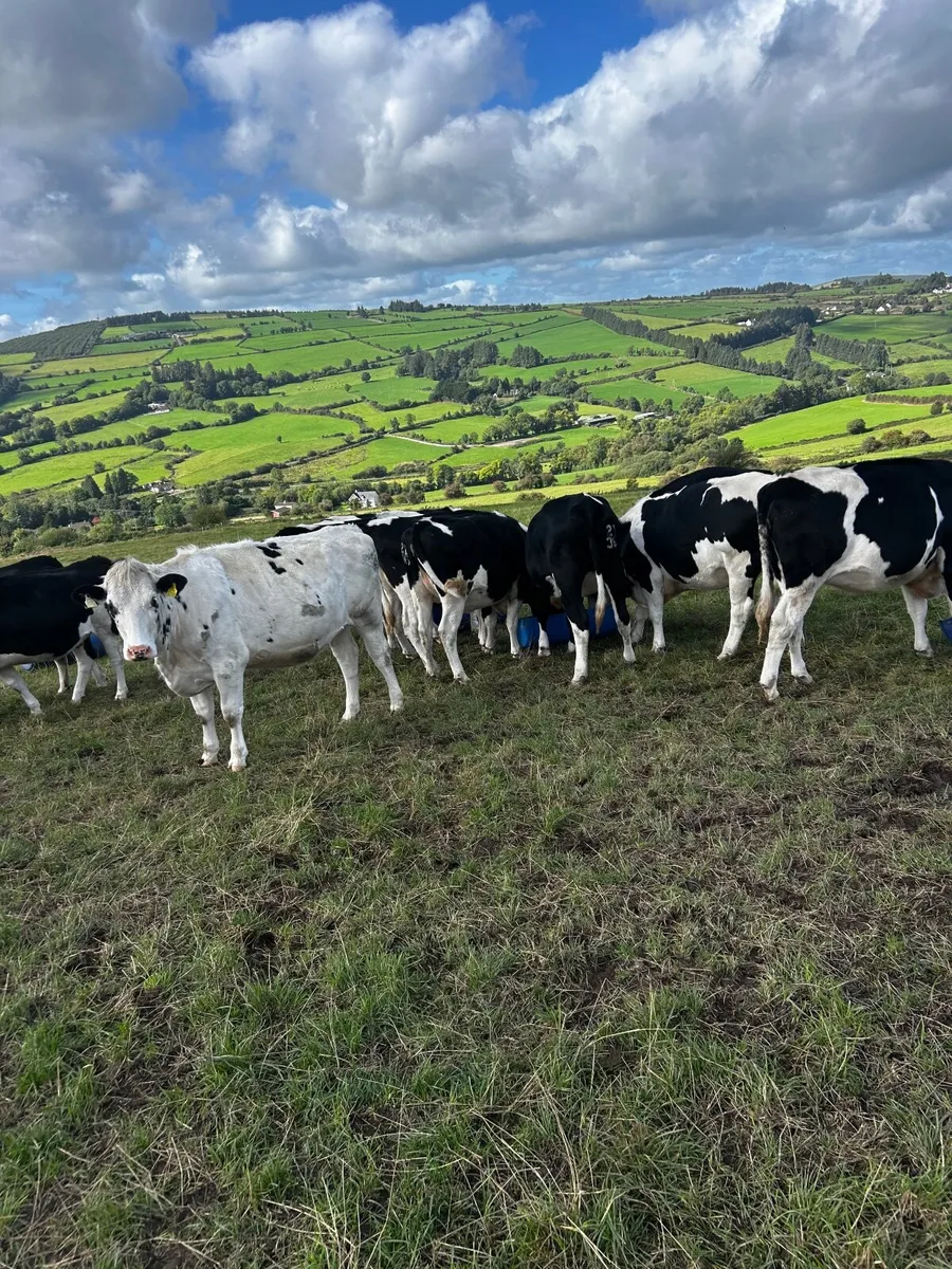 In calf Friesan Heifirs - Image 1