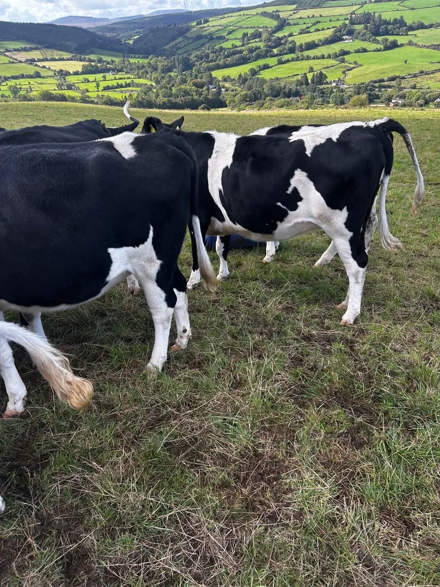 In calf Friesan Heifirs - Image 2