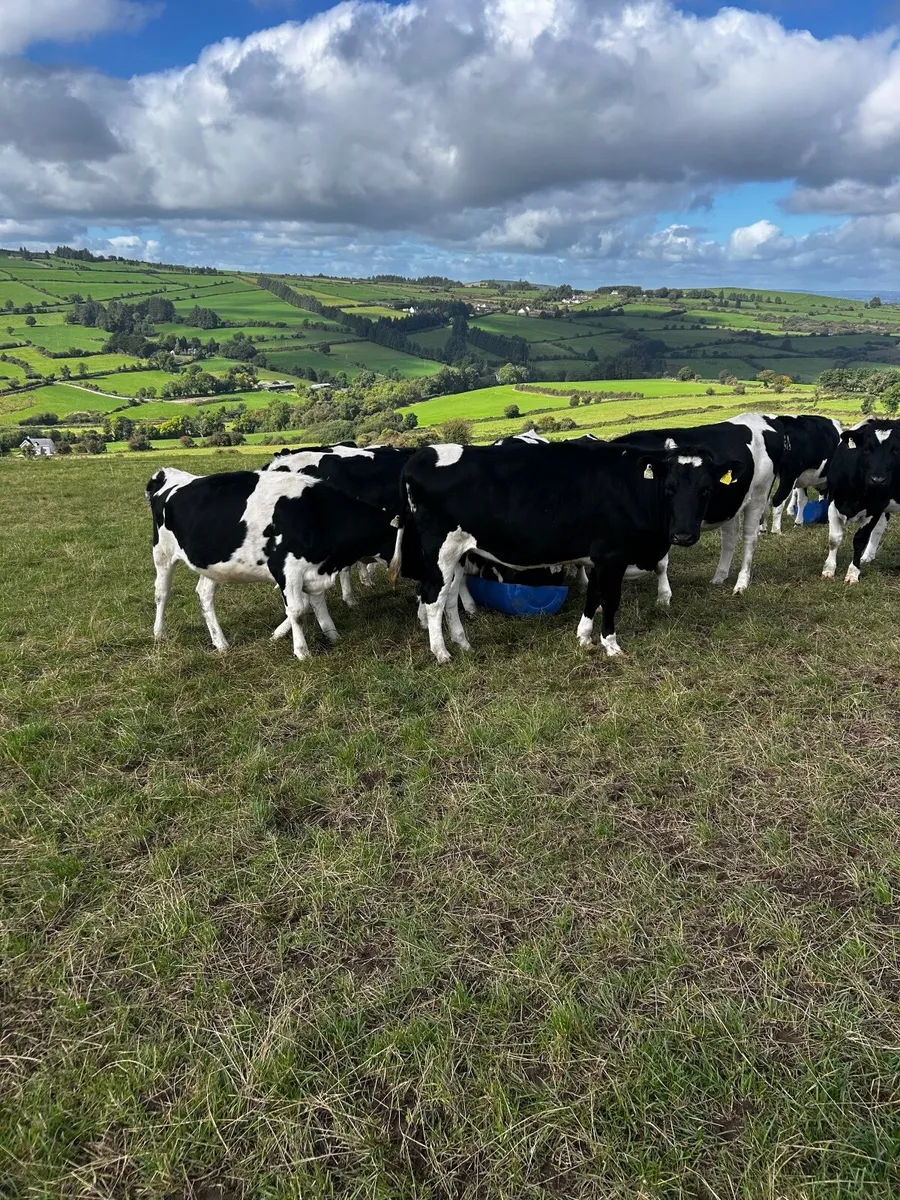 In calf Friesan Heifirs - Image 3
