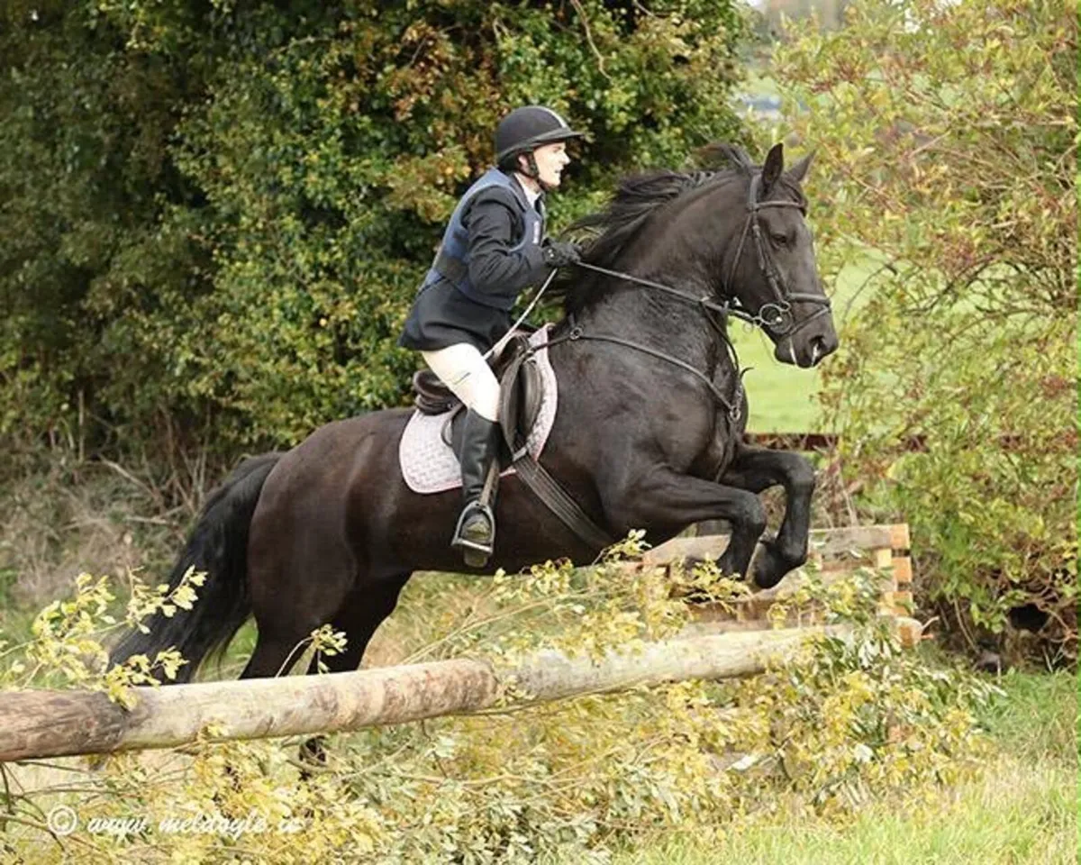 16hh 14 year old mare - Image 3