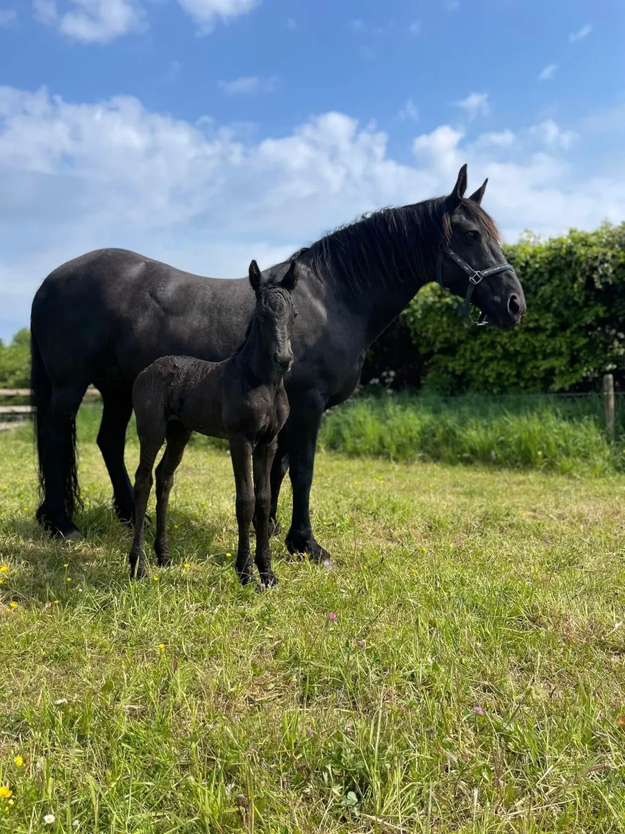 16hh 14 year old mare - Image 4