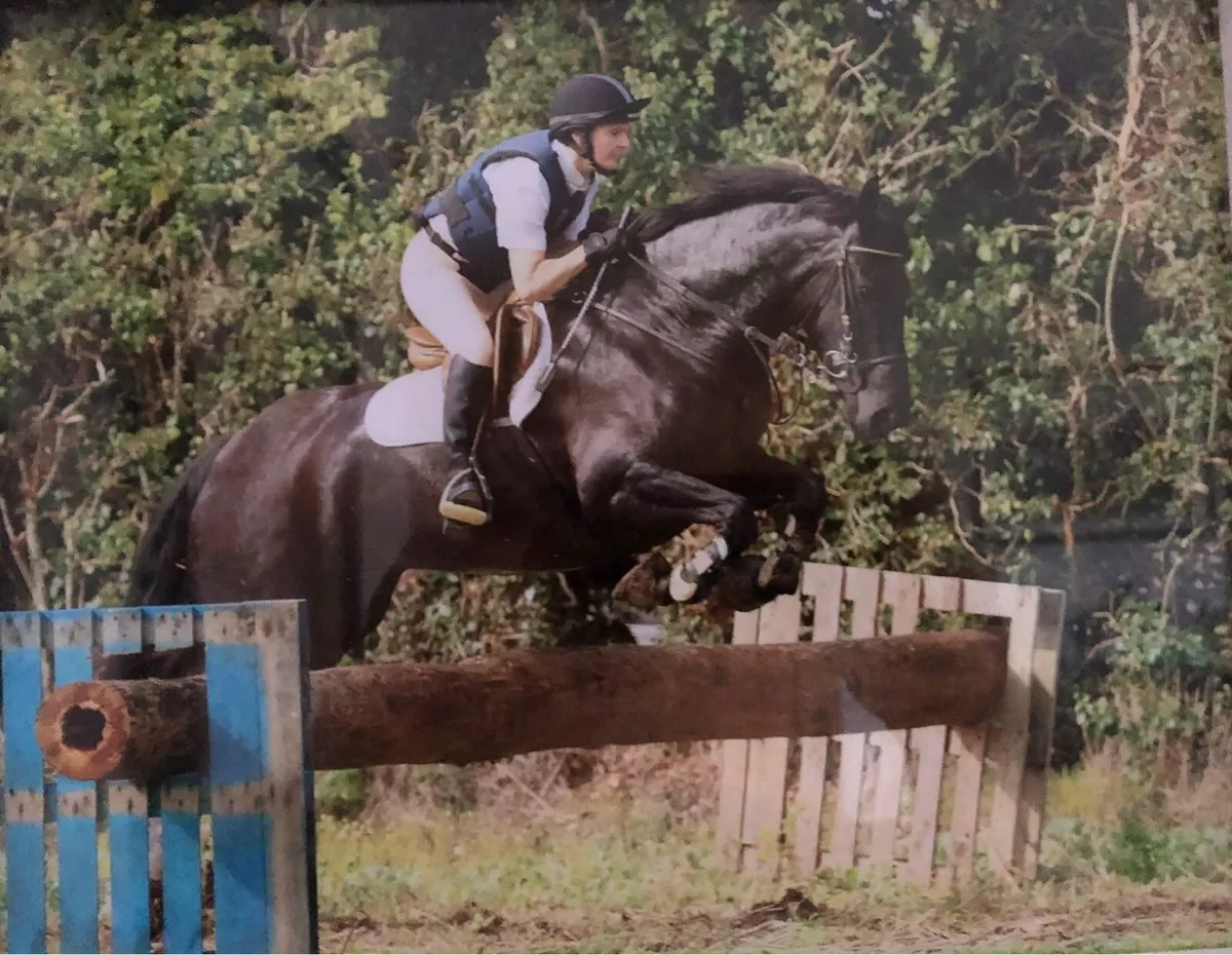 16hh 14 year old mare - Image 1