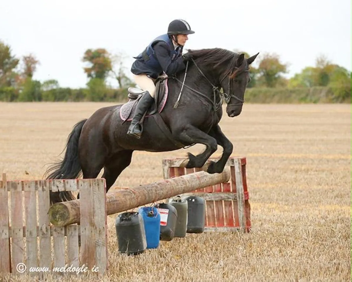 16hh 14 year old mare - Image 2