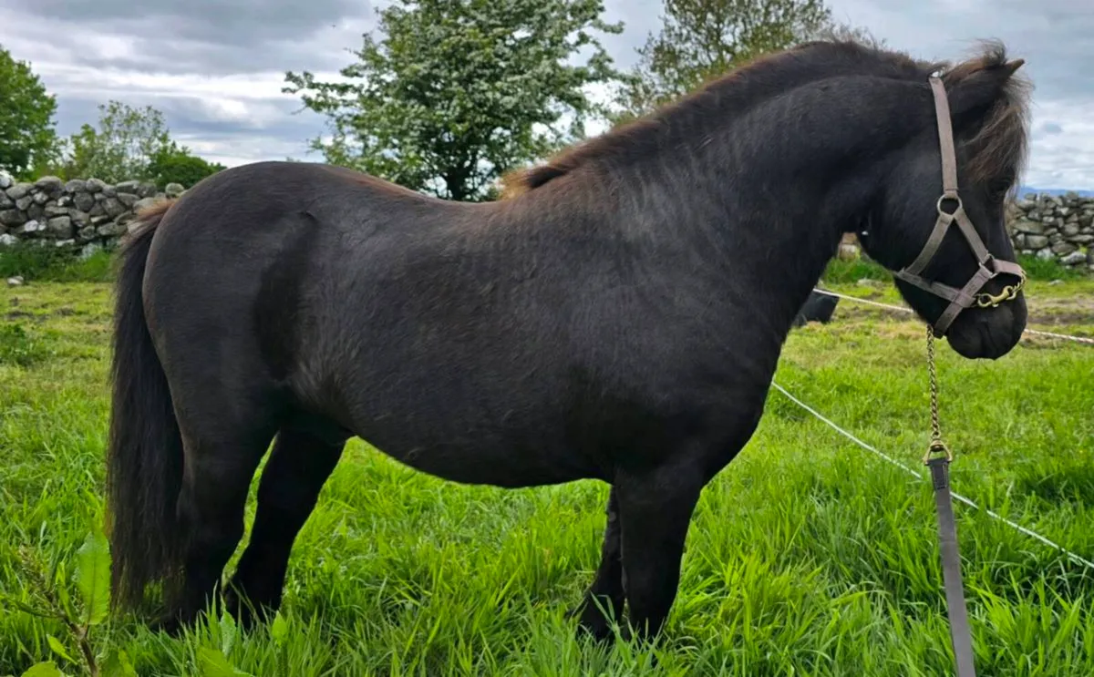 Shetland Stallion/ Teaser - Image 1